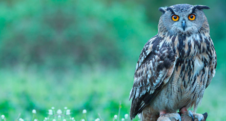 OWL Regulatory Consulting